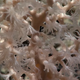 screenshot of octocoral